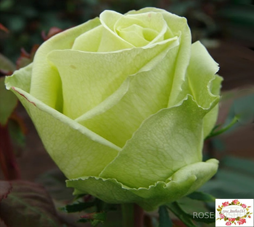 ��������. Amandine (��)